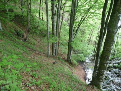 Отглеждане на дървесни насаждения - Би Лес ЕООД - Чирпан, Харманли, Хасково, Павел Баня, Раковски, Брезово, Димитровград